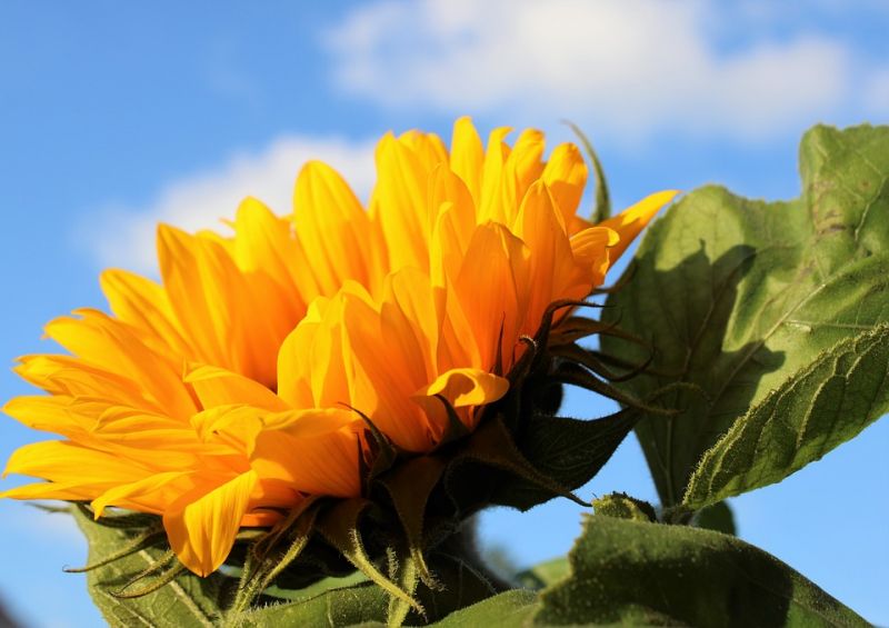 sunflower-3703228_960_720.jpg sunflower-3703228_960_720